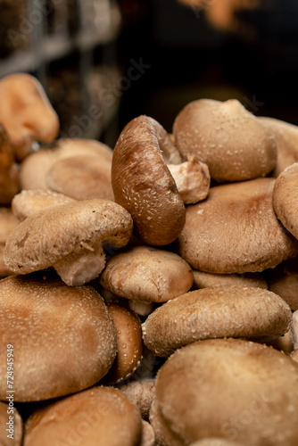 close-up of fresh grown shiitake mushrooms on a farm Organic and vegetarian food mycology