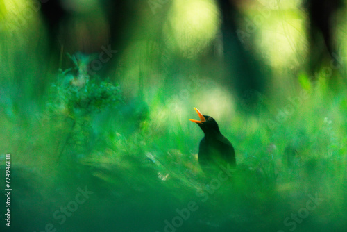 Female blackbird singing amidst lush greenery photo