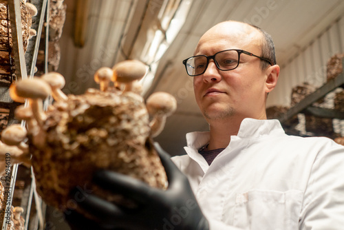 close-up A mycologist from a mushroom farm grows shiitake mushrooms A scientist examines mushrooms holding them in his hands