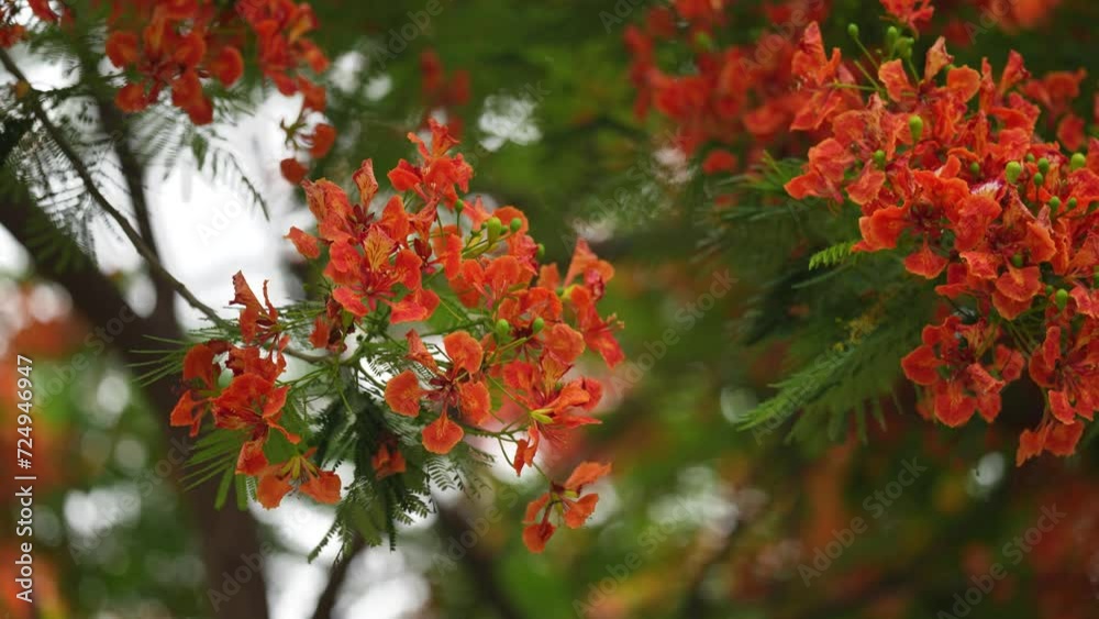 Striking red peacock flower blooms in the sunlight. Its delicate petals are arranged in a symmetrical pattern, resembling a peacock's feathers.. krishnachura, gulmohar, flame of the forest Striking red peacock flower blooms in the sunlight. Its delicate petals are arranged in a symmetrical pattern, resembling a peacock's feathers.. krishnachura, gulmohar, flame of the forest