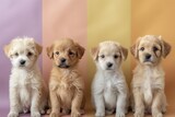 Four adorable puppies sitting in a row against a multicolored background