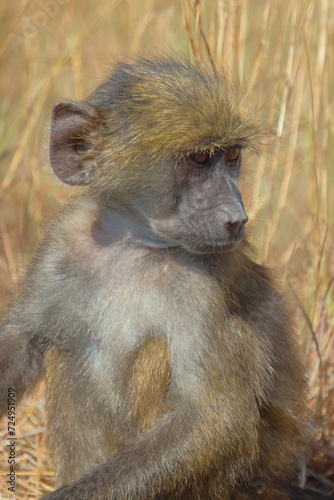 Bärenpavian / Chacma baboon / Papio ursinus