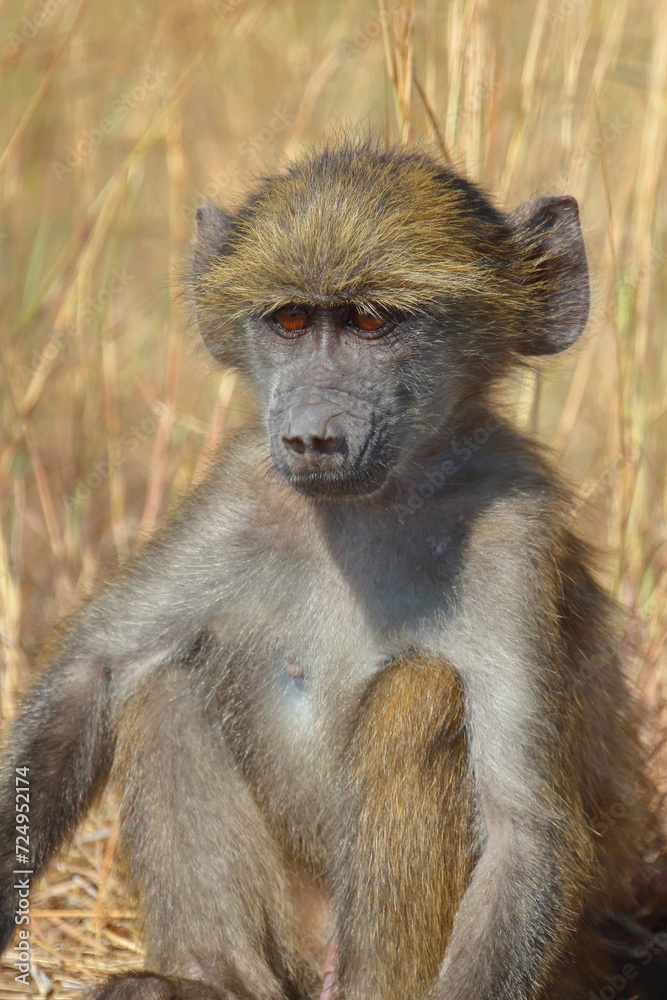 Bärenpavian / Chacma baboon / Papio ursinus Bärenpavian / Chacma baboon / Papio ursinus