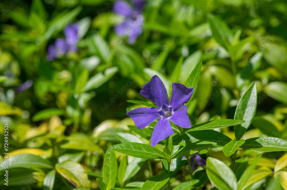 Vinca minor lesser periwinkle flowers in bloom, common periwinkle flowering plants, blue purple ornamental creeping flower Vinca minor lesser periwinkle flowers in bloom, common periwinkle flowering plants, blue purple ornamental creeping flower