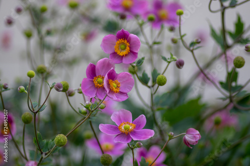 Anemone hupehensis praecox thimbleweed pink petal simplicity flowering plant, windflowers flowering plants in the garden