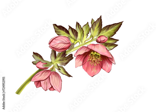 Hellebore flower. Color illustration on a white background. pink petals and green leaves and stem. For printing on dishes, packaging of cosmetics, perfumes, cards and invitations. Spring primroses