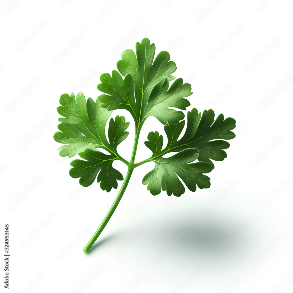 green fresh parsley herb leaves on white background green fresh parsley herb leaves on white background