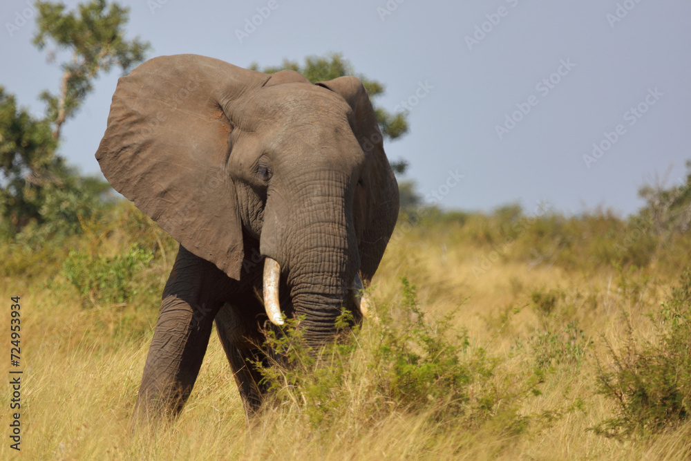 Fototapeta premium Afrikanischer Elefant / African elephant / Loxodonta africana