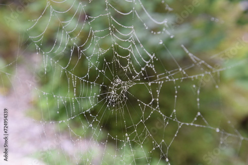 spinnennetz mit regentropfen