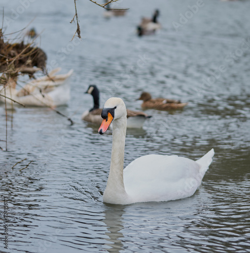 Adult mute swan on the water with a group of other water birds in the background.