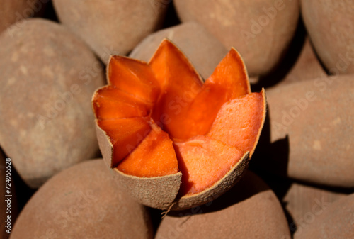 Mamey