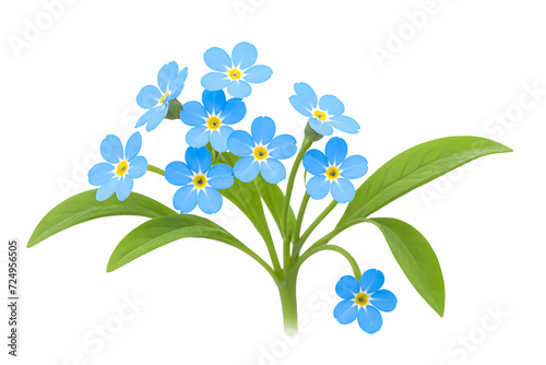 blue forget me not isolated on transparent background © bmf-foto.de