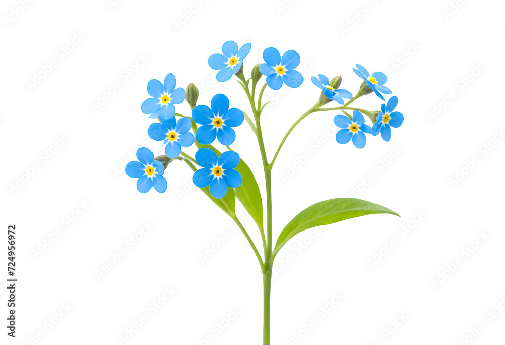 blue forget me not isolated on transparent background blue forget me not isolated on transparent background