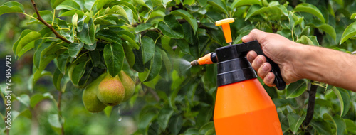 A man sprays trees in the garden. Selective focus.