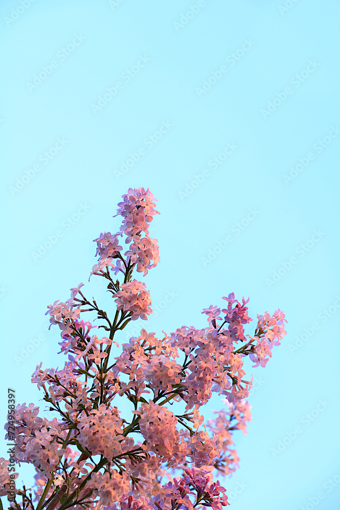 Abstract floral banner. Delicate lilac flowers in the spring garden against the blue sky. Spring arrival concept, floral card, template for design, creative composition Abstract floral banner. Delicate lilac flowers in the spring garden against the blue sky. Spring arrival concept, floral card, template for design, creative composition