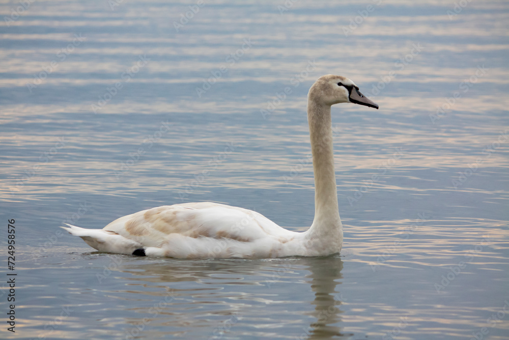 Obraz premium Peaceful scene of a white swan with elegant feathers swimming on a tranquil lake under a grey sky