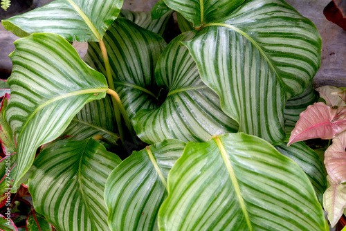 Close up of Calathea Orbifolia leaves photo