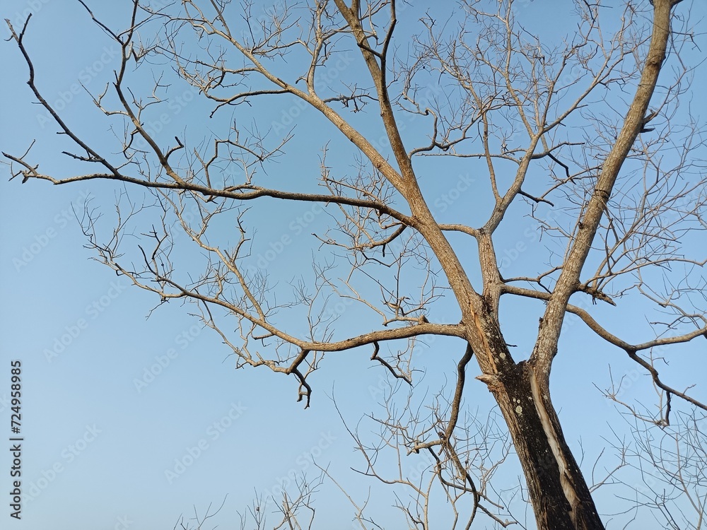 A tree with no leaves
A tree with no leaves