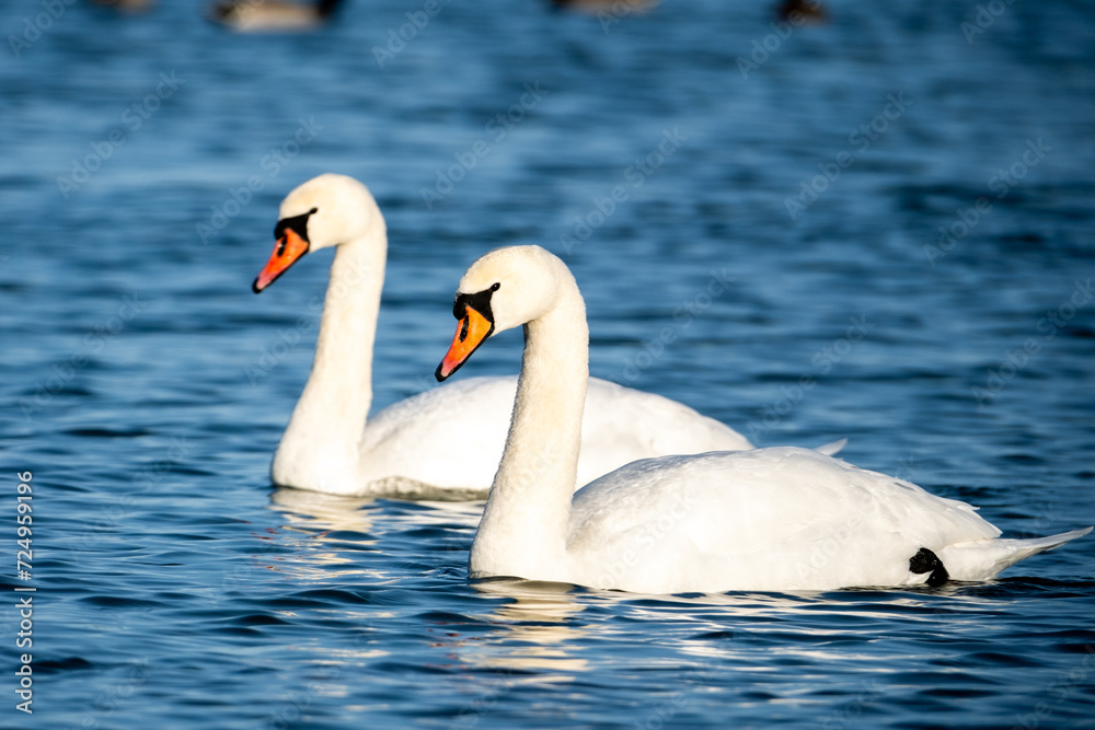 mute swans on the water mute swans on the water