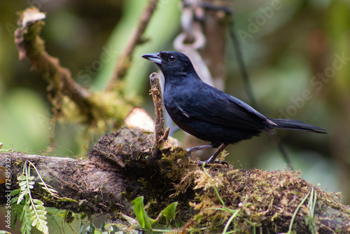 Volatinia jacarina, Pájaro, © AndraMontano