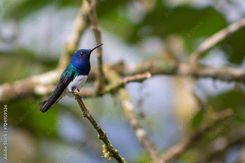 Colibrí