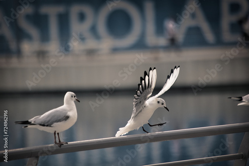 Seagull get together.