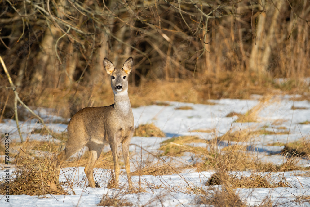 Fototapeta premium roe deer in the forest