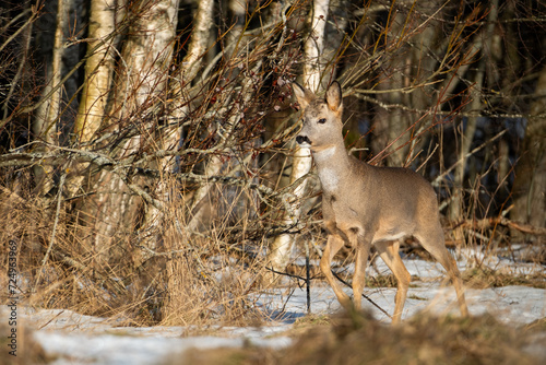 roe deer in the woods