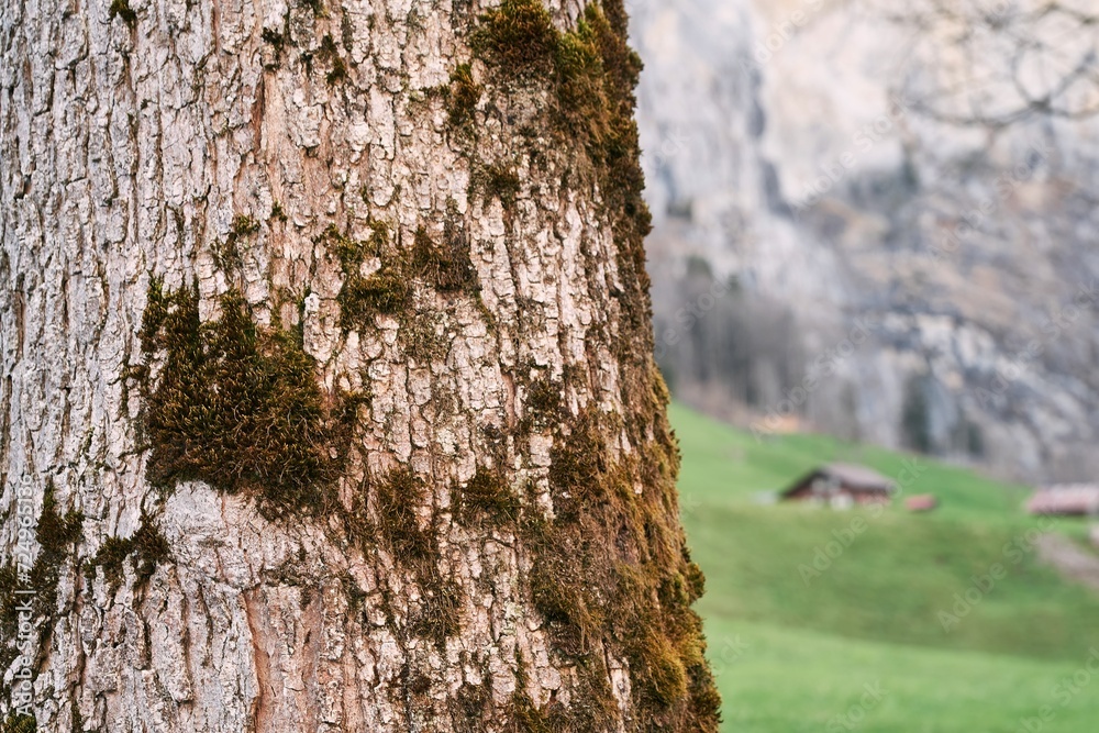 Obraz premium The green moss on the tree bark contrasts with the rocky mountain landscape in the background.