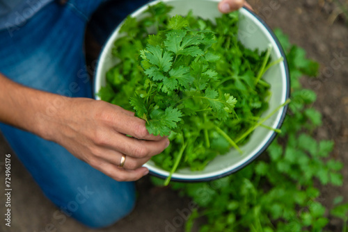 A farmer is harvesting cilantro in the garden. Selective focus.