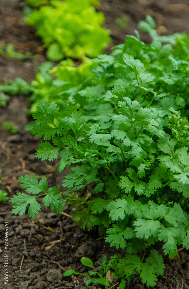 Cilantro harvest in the garden. Selective focus. Cilantro harvest in the garden. Selective focus.
