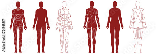 Female figure with anatomical muscles front and back view set. Red silhouette of muscle structure with biological outline of structure for medical and training vector design