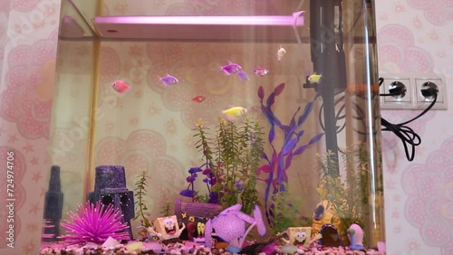 Small aquarium with colorful fish and different decorations photo