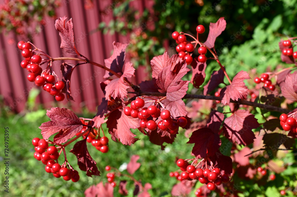 Berries of red viburnum (Viburnum opulus) with red autumn leaves Berries of red viburnum (Viburnum opulus) with red autumn leaves