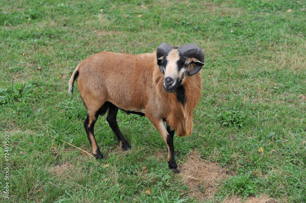 Handsome ram with horns and brown fur on the pasture Handsome ram with horns and brown fur on the pasture