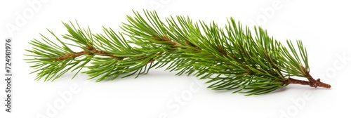 Twigs of pine needles on a light background photo