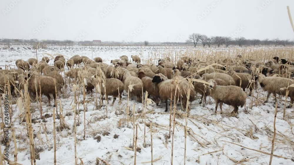 Herd of sheep moves along a snow-covered field with dry grass in winter