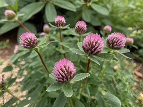 Red Clover (Trifolium pratense) in the garden