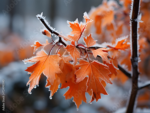 an orange maple tree with frost covered leaves