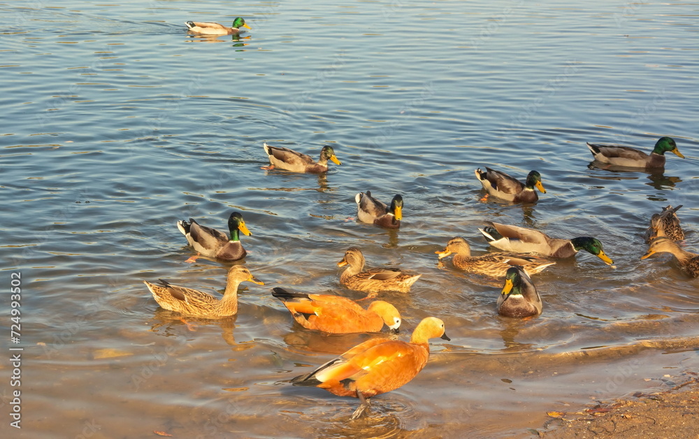 Ogari ducks on the pond in the city park - obrazy, fototapety, plakaty 
