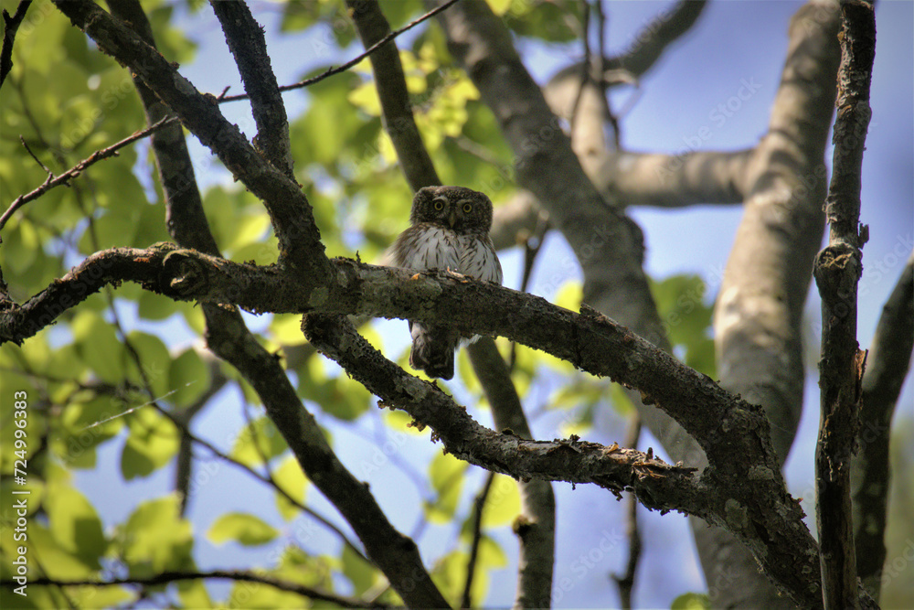 Sperlingskauz, Glaucidium passerinum Sperlingskauz, Glaucidium passerinum