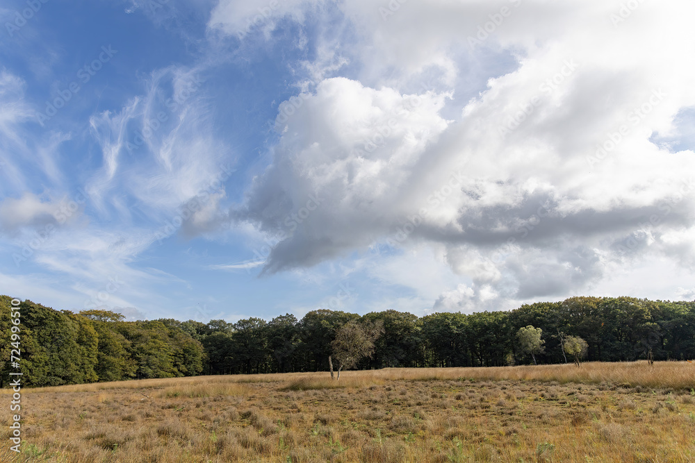 Obraz premium Panoramic view over some of the heathlands and woodlands of Hoge Veluwe National Park (Het Nationale Park De Hoge Veluwe) the Netherlands with dramatic white clouds in blue sky
