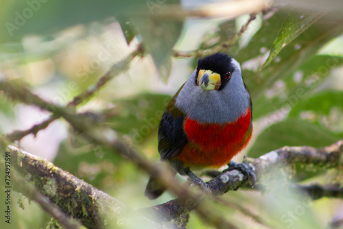 Semnornis Ramphastinus Toucan Barbet. Pájaro