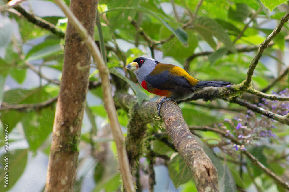 Semnornis Ramphastinus Toucan Barbet. Pájaro Semnornis Ramphastinus Toucan Barbet. Pájaro
