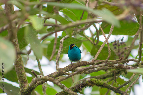 Chlorophanes Spiza Mielerito Verde. Macho