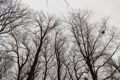 deciduous trees in winter during snowfall