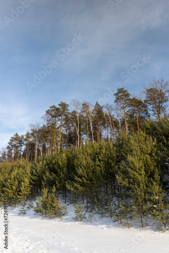 Wallpaper Mural snow in winter in a young pine forest on a hill Torontodigital.ca
