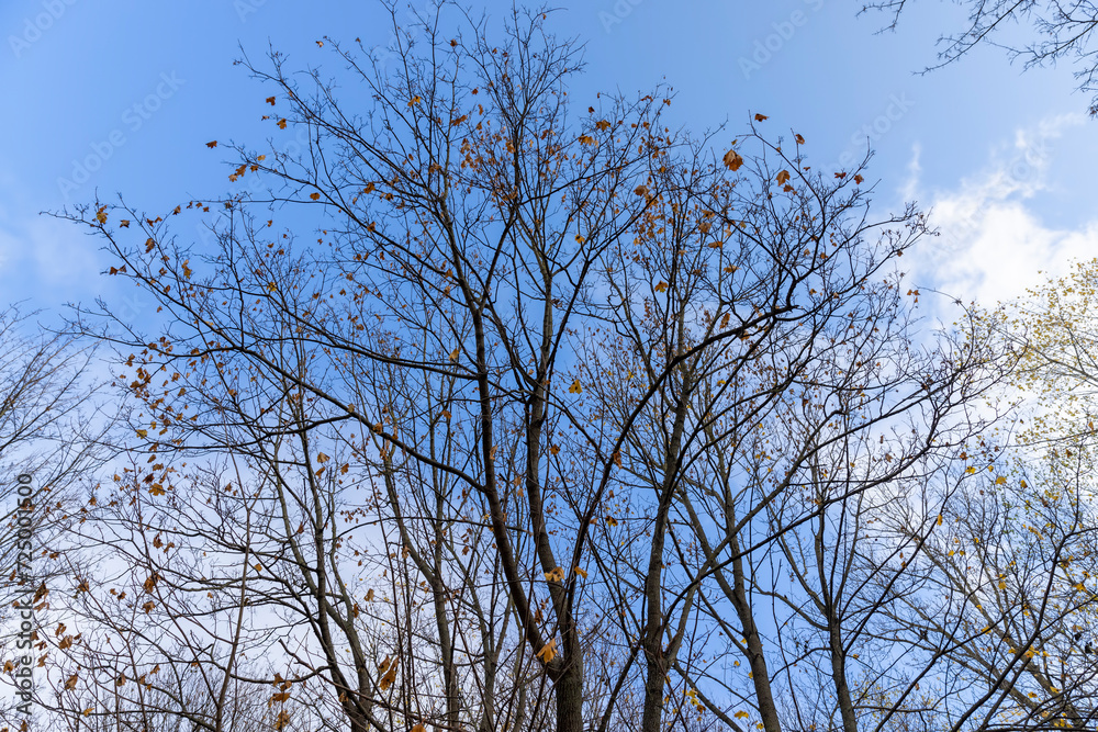 maple in autumn in cloudy weather maple in autumn in cloudy weather