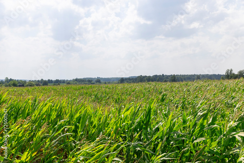 green corn field in summer  fields with corn