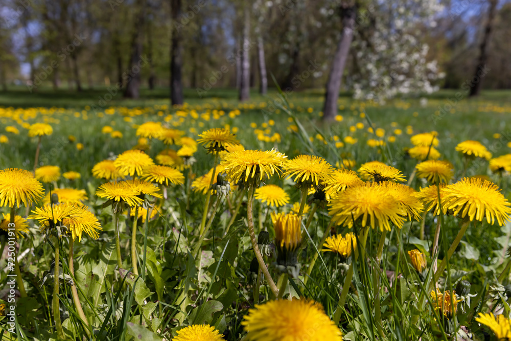 spring dandelion flowers during flowering spring dandelion flowers during flowering